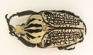 Goliathus Orientalis Male 71mm (cetoniinae)
