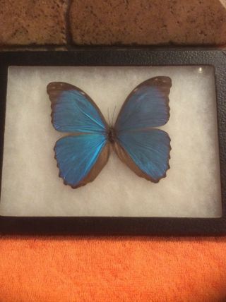 Santa Catarina Brazil Real Butterfly Blue Iridescent Glass Framed Large Beauty
