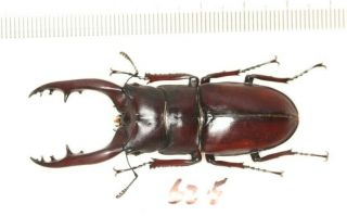 Lucanidae Prosopocoilus Sp.  62.  5mm Nw Yunnan