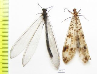 Neuroptera,  Myrmeleontidae Sp. ,  Laos