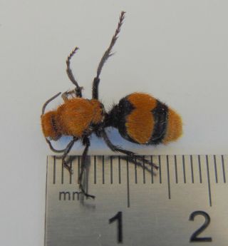 D1) Cow Killer Ant Dasymutilla Occidentalis Velvet Ant From Usa Real Insect