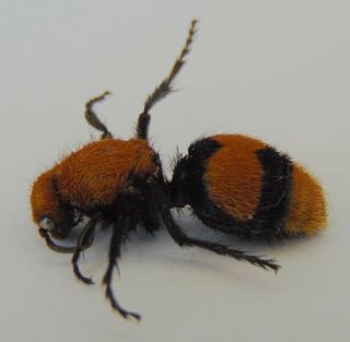 D1) Cow Killer Ant Dasymutilla occidentalis velvet ant from USA real insect 2