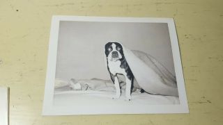 Boston Terrier Vtg Antique Dog Bulldog Photo 1940 