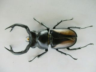 66760 Lucanidae: Rhaetulus crenatus.  Vietnam N.  59mm 2
