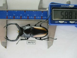 66727 Lucanidae: Rhaetulus Crenatus.  Vietnam N.  58mm