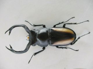 66727 Lucanidae: Rhaetulus crenatus.  Vietnam N.  58mm 2