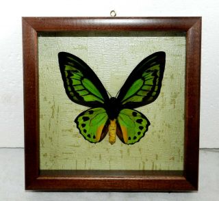 Ornithoptera Priamus Poseidon In A Frame Made Of Expensive Wood.