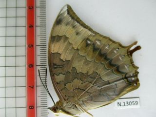 N13059.  Unmounted Butterfly.  Charaxes Bernardus.  South Vietnam.  Female