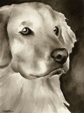 Golden Retriever Note Cards By Watercolor Artist Dj Rogers