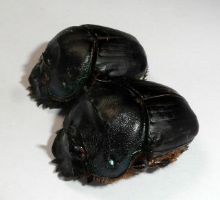 Scarabaeidae,  Coprophanaeus Gamezi Pair (very Rare Species)