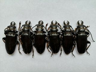 Anthracocentrus Beringei 6m 60 - 64mm Prioninae Cerambycidae A1