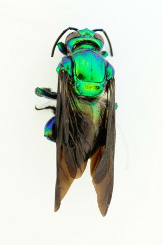 Hymenoptera,  Euglossa Sp.  Big,  Colombia,  Leticia