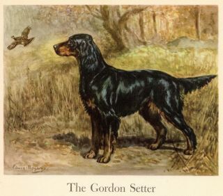 1942 Antique Gordon Setter Dog Art Print Edwin Megargee Gordon Setter Dog 3680k
