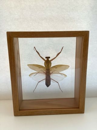 Hierodula Mantidae Praying Mantis Framed Preserved Insect Specimen Malaysia