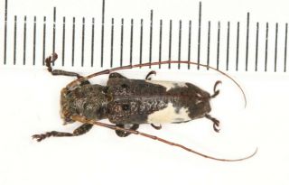 Cerambycidae Cerambycinae W Yunnan (30)