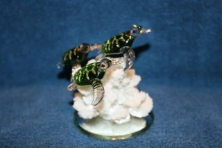 Green Sea Turtle Trio Glass figurines mounted on real coral 2
