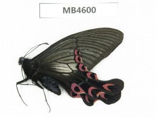 Butterfly.  Papilio Elwesi Ssp.  W Sichuan,  Mt.  Gonggashan.  1m.  Mb4600.