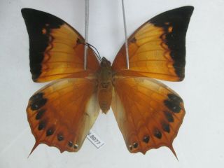 N8077.  Unmounted Butterflies: Charaxes Bernardus.  South Vietnam.
