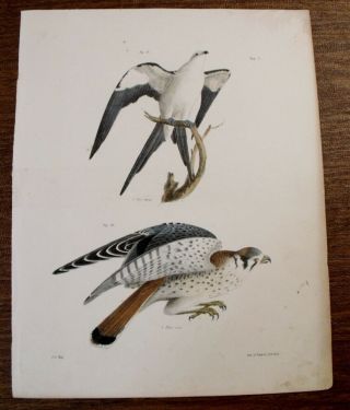 Antique 1844 J.  W.  Hill Bird Print Swallow Tailed Hawk,  American Sparrow Hawk