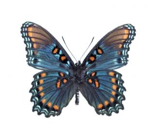One Real Butterfly Blue Red Spotted Purple Verso Arizona Unmounted Wings Closed