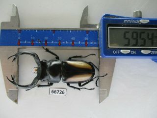 66726 Lucanidae: Rhaetulus Crenatus.  Vietnam N.  59mm