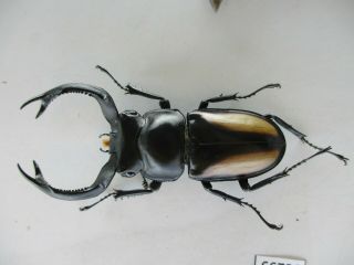 66726 Lucanidae: Rhaetulus crenatus.  Vietnam N.  59mm 2