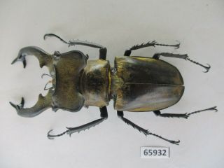 65932 Lucanidae: Lucanus Sericeus.  Vietnam N.  74mm 2