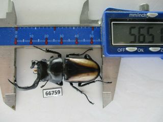 66759 Lucanidae: Rhaetulus Crenatus.  Vietnam N.  56mm