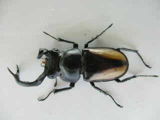 66759 Lucanidae: Rhaetulus crenatus.  Vietnam N.  56mm 2