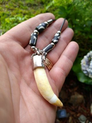 Authenic Large Alligator Tooth Alligator Tooth Jewelry Necklace Beaded Necklace