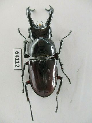 64112 Lucanidae: Pseudorhaetus Oberthuri.  Vietnam N.  53mm