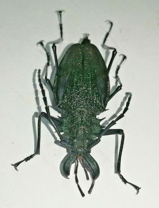 Cerambycidae Prioninae Psalidognathus Superbus 44mm,  Female 17 From PerÚ