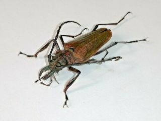 Cerambycidae Prioninae Psalidognathus Superbus 42mm,  Male 07 From PerÚ