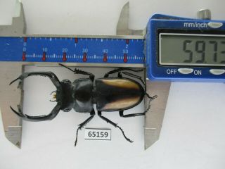 65159 Lucanidae: Rhaetulus Crenatus.  Vietnam N.  59mm