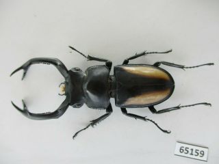 65159 Lucanidae: Rhaetulus crenatus.  Vietnam N.  59mm 2