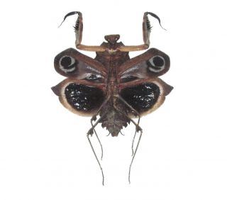 One Real Praying Black Death Mantis Deroplatys Dessicata Dark Female Spread