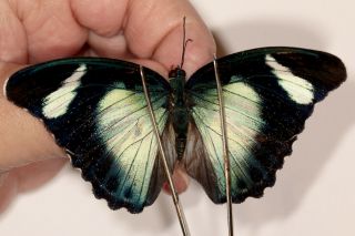 Butterflie Nymphalidae Euphaedra Piriformis Female Rare From Cameroon