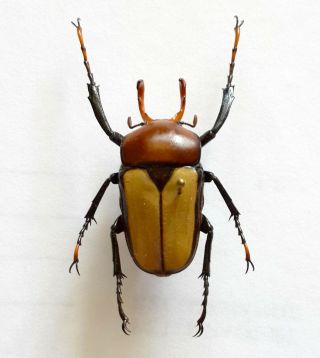 Rare Cetoniidae: Platynocephalus Arnaudi M 32,  Mm Reindeer Chiang Mai Thailand A1