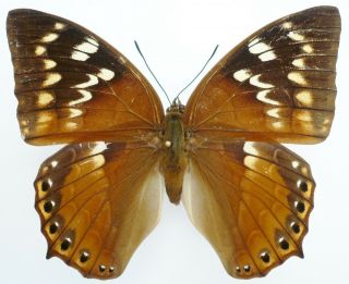 Charaxes Affinis Spadix Female From Peleng Isl