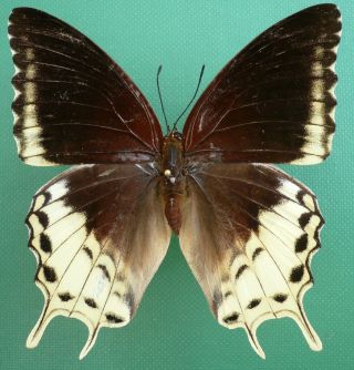Charaxes Orilus Female From Timor Isl