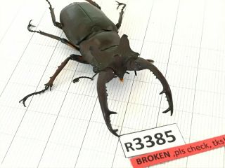 R3385 Rare Lucanus Dongi Beetle Coleoptera Central Vietnam