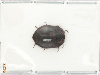 Tenebrionidae Sp.  A1,  11 Mm,  1 Pc