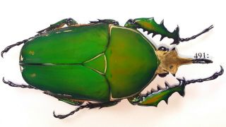 Cetonidae Mecynorrhina Torquata Inmaculicollis 78mm Male From Camerun 491