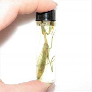 Real Green Praying Mantis Preserved Wet Specimen Taxidermy Entomology 2.  5in Vial