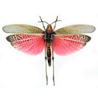 Real Pink Phymateus Saxosus Grasshopper Wings Closed Unmounted Madagascar
