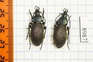 Carabus Hummeli Amurlandicus Carabidae Russia Pair A1 8987