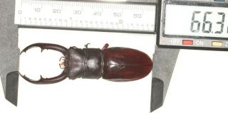 Lucanidae Hexarthrius Sp.  West Yunnan 66.  3mm