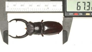 Lucanidae Hexarthrius Sp.  West Yunnan 67.  3mm