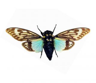 One Real Blue Cicada Tosena Splendida Spread Mounted Papered Packaged