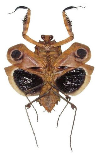 One Real Praying Black Death Mantis Deroplatys Dessicata Light Female Spread